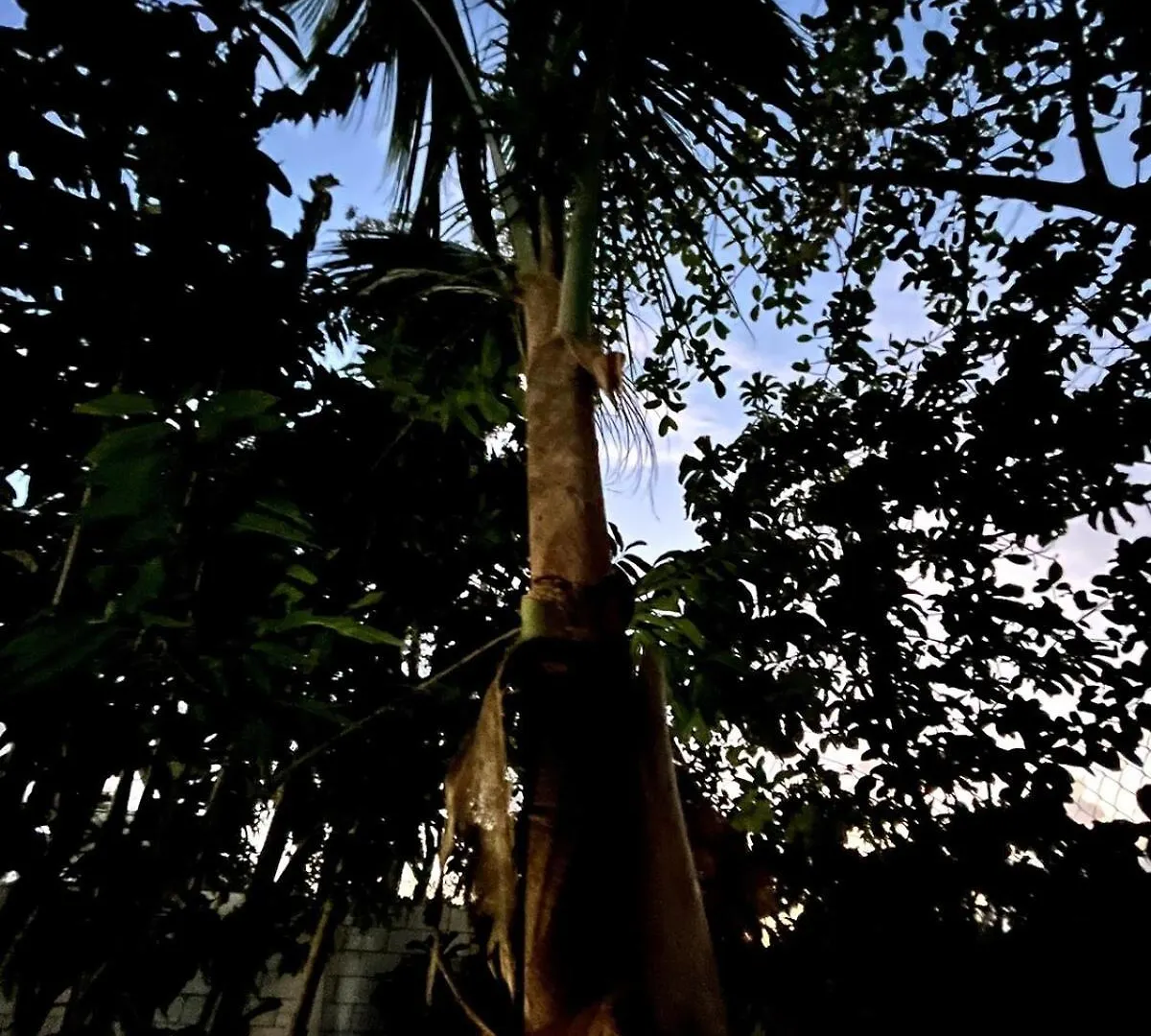 Linda Casa Privada En La Naturaleza De Tulum! Tulum